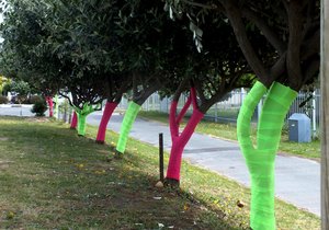 Borskankermaand Pretloop